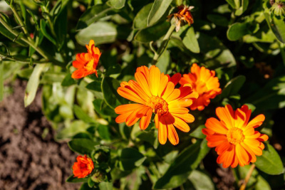 Calendula Plant