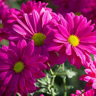 Chrysanthemum Plant