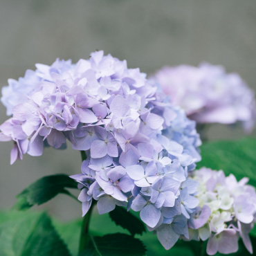 Hydrangea Plant