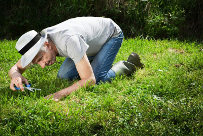 Lawn Care