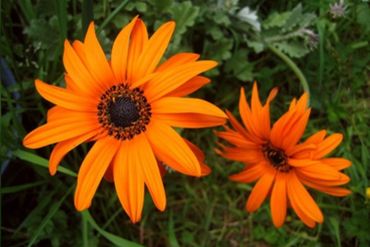 flowering-plants