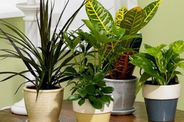 house-plants